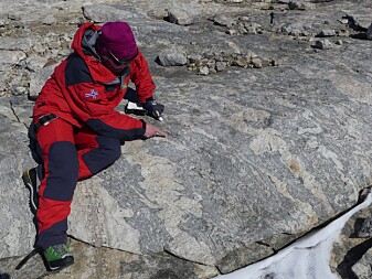 Prosjektleder for geologi-ekspedisjonen Synnøve Elvevold studerer oppsmeltning av gneisene i fjellmassivet Jutulsessen. De opprinnelige smeltene danner lyse årer i berget, mens de grå delene utgjør den eldre gneisen (foto: Ane K. Engvik). Prosjektleder for geologi-ekspedisjonen Synnøve Elvevold studerer oppsmeltning av gneisene i fjellmassivet Jutulsessen. De opprinnelige smeltene danner lyse årer i berget, mens de grå delene utgjør den eldre gneisen (foto: Ane K. Engvik).