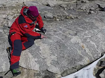 Prosjektleder for geologi-ekspedisjonen Synnøve Elvevold studerer oppsmeltning av gneisene i fjellmassivet Jutulsessen. De opprinnelige smeltene danner lyse årer i berget, mens de grå delene utgjør den eldre gneisen (foto: Ane K. Engvik).