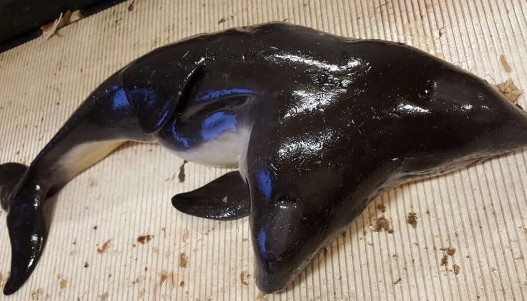 To velutviklede hoder og en velutviklet kropp. Men den siamesiske niseungen var død da fiskerne fikk den i fangsten. (Foto: Henk Tanis, Creative Commons CC-BY 4.0) To velutviklede hoder og en velutviklet kropp. Men den siamesiske niseungen var død da fiskerne fikk den i fangsten. (Foto: Henk Tanis, Creative Commons CC-BY 4.0)