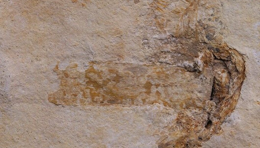 Verdens eldste fossil av sopp med hatt og stilk lå bevart i kalkstein, noe som ifølge forskerne er veldig uvanlig. (Foto: Jared Thomas) Verdens eldste fossil av sopp med hatt og stilk lå bevart i kalkstein, noe som ifølge forskerne er veldig uvanlig. (Foto: Jared Thomas)