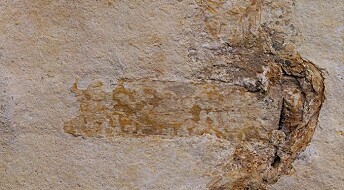 Fant verdens eldste soppfossil – men det finnes andre som er mye eldre