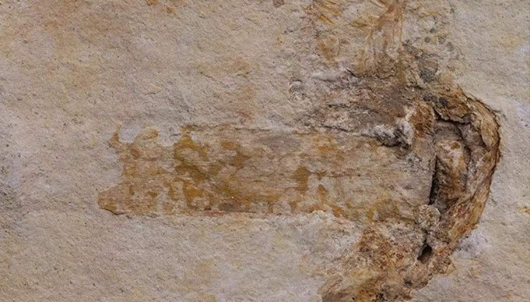 Verdens eldste fossil av sopp med hatt og stilk lå bevart i kalkstein, noe som ifølge forskerne er veldig uvanlig. (Foto: Jared Thomas)