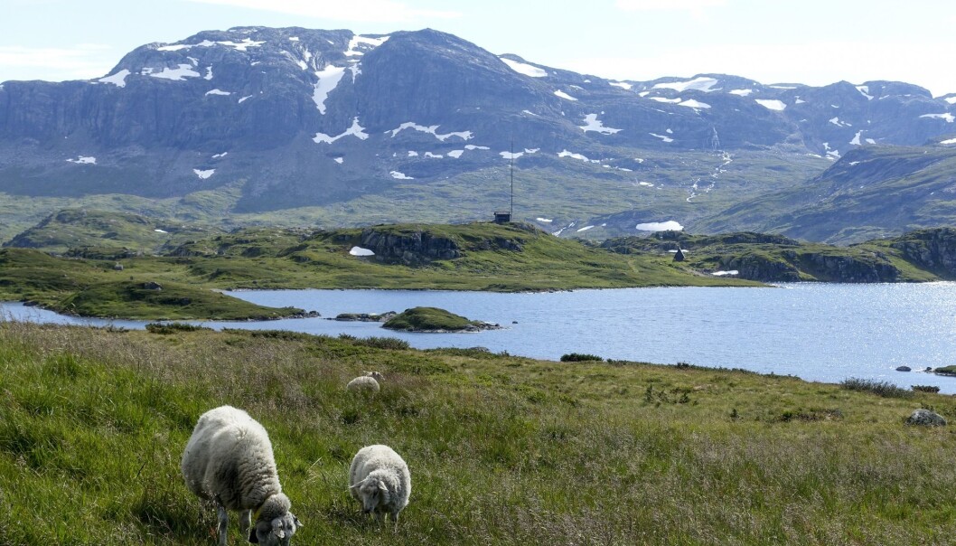 – Der det er ulv, er sauen i praksis fjernet. Det forklarer også de lave tapstallene innenfor ulvesonen, sier forsker. (Illustrasjonsfoto: Marianne Løvland / NTB scanpix) – Der det er ulv, er sauen i praksis fjernet. Det forklarer også de lave tapstallene innenfor ulvesonen, sier forsker. (Illustrasjonsfoto: Marianne Løvland / NTB scanpix)