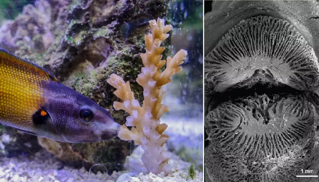 Med disse leppene kan fisken spise koraller