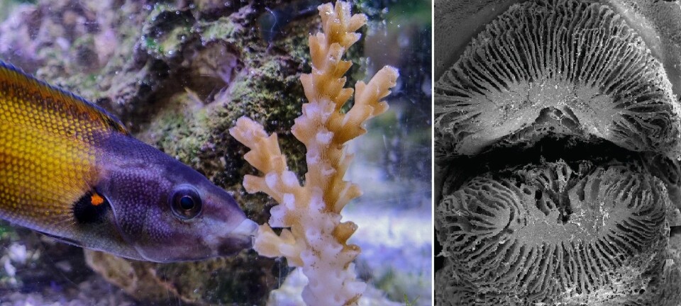 Med snørrlignende slim rennende fra leppene kan denne leppefisken spise koraller. (Foto: Victor Huertas og David Bellwood)