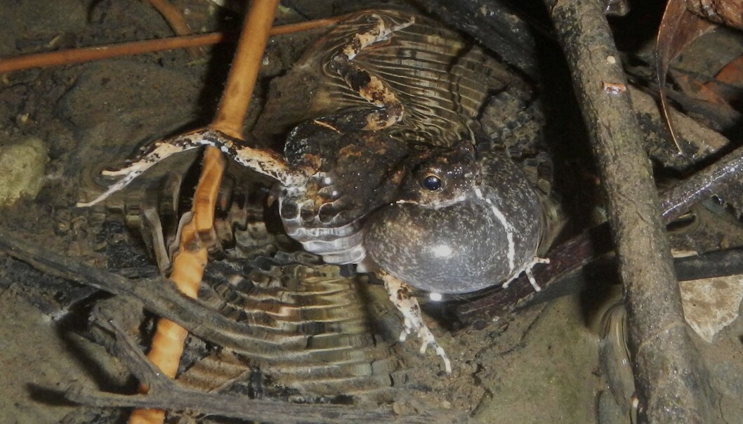 En hannfrosk av arten tungara frog i Panama bruker lyd for å tiltrekke seg hunner i Gamboa. En studie som ble lagt fra mandag viser hvordan urbane amfibier tilpasser seg livet nær og i byen og endrer kommunikasjonsstrategien sin med nye lyder enn i skogen. (Foto: Adam Dunn / AP / NTB scanpix) En hannfrosk av arten tungara frog i Panama bruker lyd for å tiltrekke seg hunner i Gamboa. En studie som ble lagt fra mandag viser hvordan urbane amfibier tilpasser seg livet nær og i byen og endrer kommunikasjonsstrategien sin med nye lyder enn i skogen. (Foto: Adam Dunn / AP / NTB scanpix)