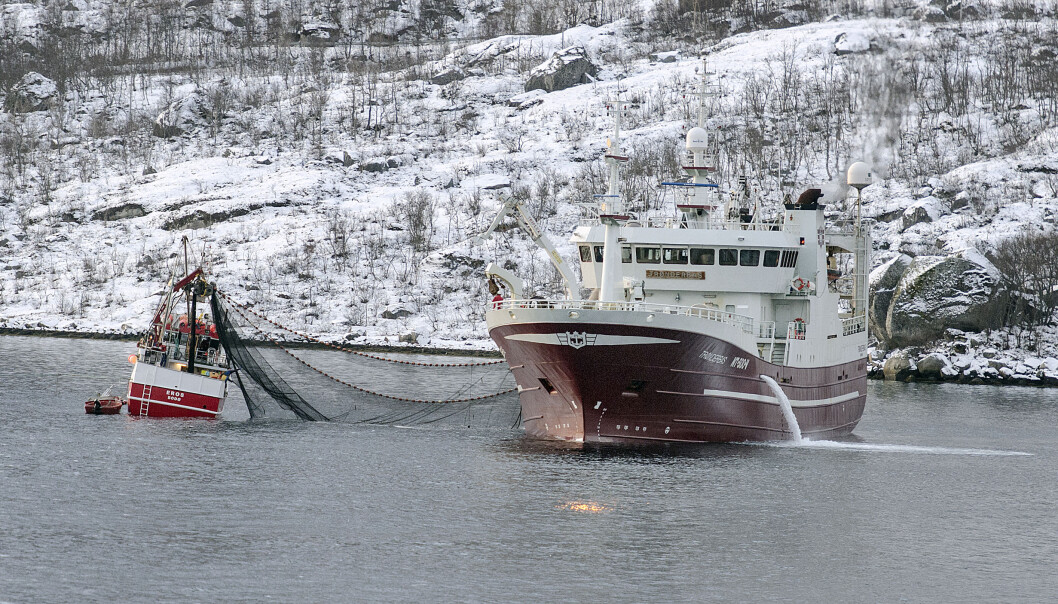- Nå viser det seg at mattilgangen til silda tre–fire år før selve gytinga er vel så viktig som gytefiskens kondisjon når rogna slippes, skriver forskerne. (Foto: Gunnar Sætra / Havforskningsinstituttet) - Nå viser det seg at mattilgangen til silda tre–fire år før selve gytinga er vel så viktig som gytefiskens kondisjon når rogna slippes, skriver forskerne. (Foto: Gunnar Sætra / Havforskningsinstituttet)
