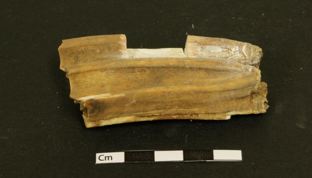 Forskerne sagde ut en liten bit av en hjørnetann fra hest, funnet i en vikinggrav ved Sturluflötur på Island. Der fant de nok DNA til å bestemme hestens kjønn. (Foto: Albina Hulda Pálsdottir, UiO) Forskerne sagde ut en liten bit av en hjørnetann fra hest, funnet i en vikinggrav ved Sturluflötur på Island. Der fant de nok DNA til å bestemme hestens kjønn. (Foto: Albina Hulda Pálsdottir, UiO)