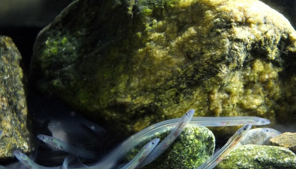 Europeisk ål (Anguilla anguilla) klekk i Sargassohavet. Som glasål hoppar han av golfstraumen mellom Kanariøyene og Nord-Norge. Men korleis finn han vegen dit? (Foto: Alessandro Cresci)