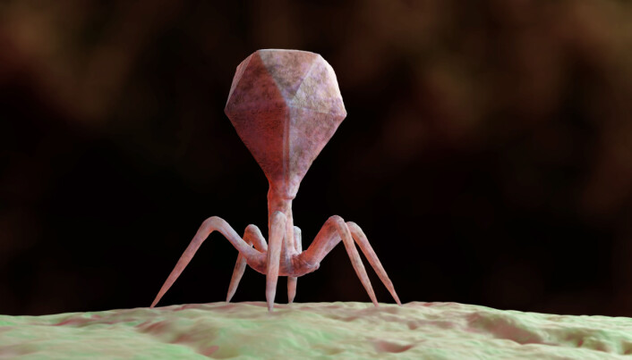 Slik kan man se for seg en bakteriofag som har festet seg til og infisert et virus. «Hodet» er bare en kappe med DNA inni. Med teknikken <i>phage display</i> viser bakteriofagen på utsiden at den har antistoff-DNA. (Illustrasjon: Coulorbox) Slik kan man se for seg en bakteriofag som har festet seg til og infisert et virus. «Hodet» er bare en kappe med DNA inni. Med teknikken <i>phage display</i> viser bakteriofagen på utsiden at den har antistoff-DNA. (Illustrasjon: Coulorbox)