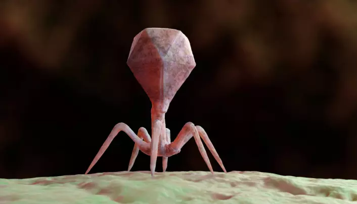 Slik kan man se for seg en bakteriofag som har festet seg til og infisert et virus. «Hodet» er bare en kappe med DNA inni. Med teknikken <i>phage display</i> viser bakteriofagen på utsiden at den har antistoff-DNA. (Illustrasjon: Coulorbox)