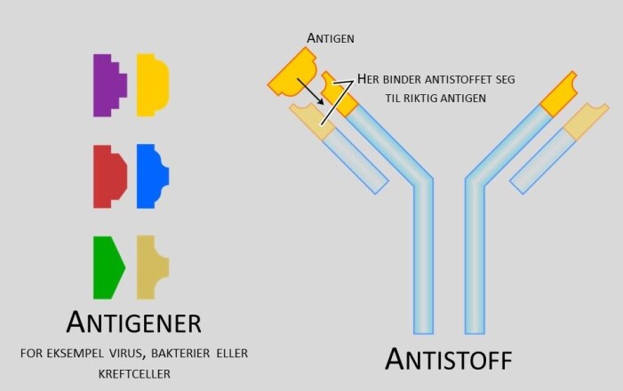 Fremmede elementer kalles <i>antigener </i>på fagspråket. Et antistoff er spesiallaget for å binde seg til et bestemt antigen. Ytterst på Y-en passer antigenet til antistoffet som en nøkkel i et nøkkelhull. (Illustrasjon: Fvasconcellos. Bearbeidet av forskning.no) Fremmede elementer kalles <i>antigener </i>på fagspråket. Et antistoff er spesiallaget for å binde seg til et bestemt antigen. Ytterst på Y-en passer antigenet til antistoffet som en nøkkel i et nøkkelhull. (Illustrasjon: Fvasconcellos. Bearbeidet av forskning.no)