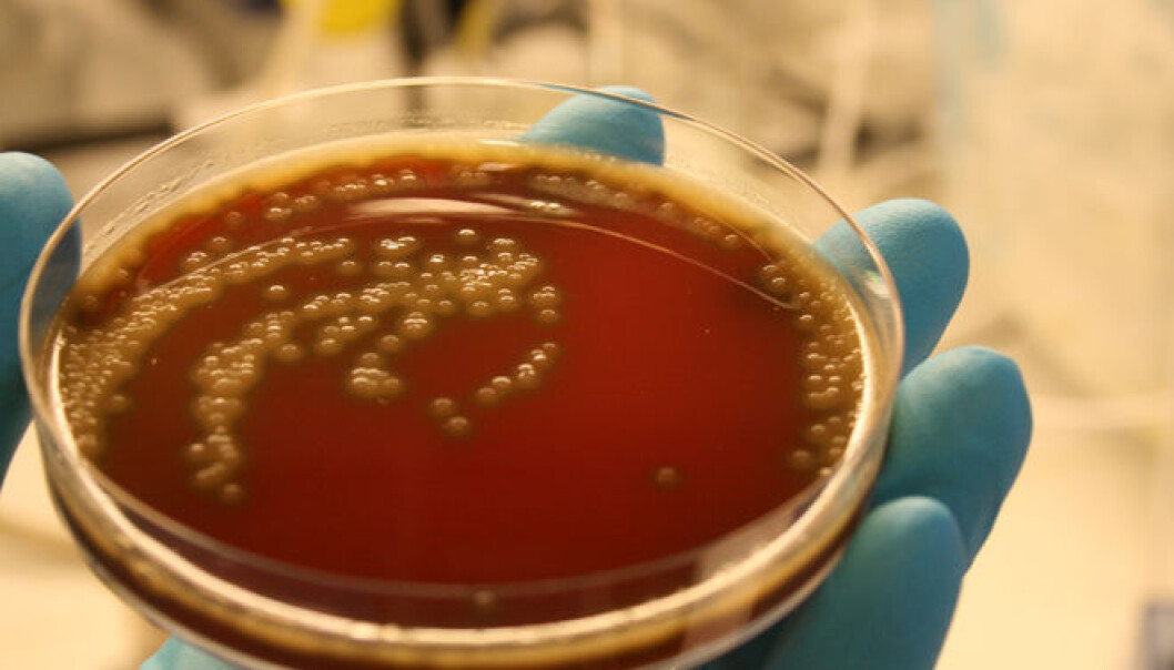 Bakterien Streptococcus pneumoniae kan gi lungebetennelse, hjernehinnebetennelse og blodforgiftning. Forskere ved universitetet i Oslo har funnet ut at disse bakteriene kan samarbeide om å kapsle seg inn i et slags panser. (Foto: Roger Junges/UiO) Bakterien Streptococcus pneumoniae kan gi lungebetennelse, hjernehinnebetennelse og blodforgiftning. Forskere ved universitetet i Oslo har funnet ut at disse bakteriene kan samarbeide om å kapsle seg inn i et slags panser. (Foto: Roger Junges/UiO)