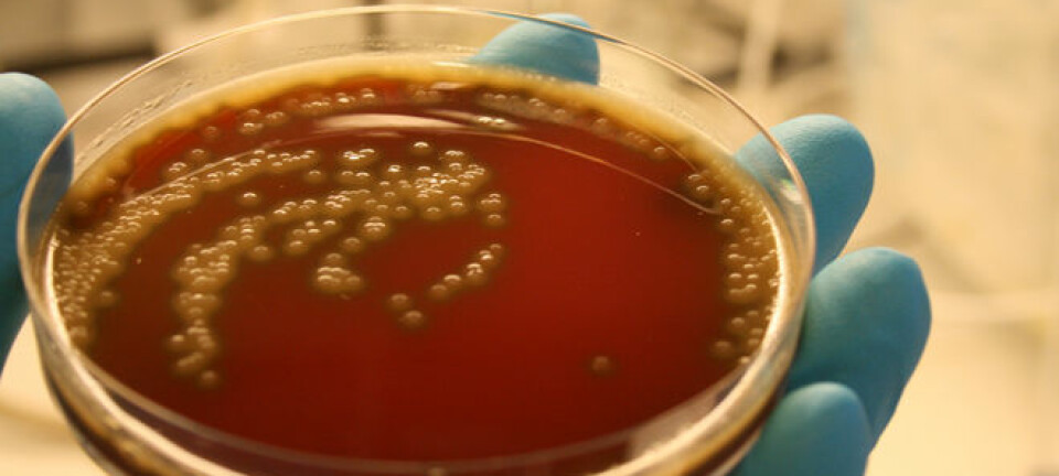 Bakterien Streptococcus pneumoniae kan gi lungebetennelse, hjernehinnebetennelse og blodforgiftning. Forskere ved universitetet i Oslo har funnet ut at disse bakteriene kan samarbeide om å kapsle seg inn i et slags panser. (Foto: Roger Junges/UiO)
