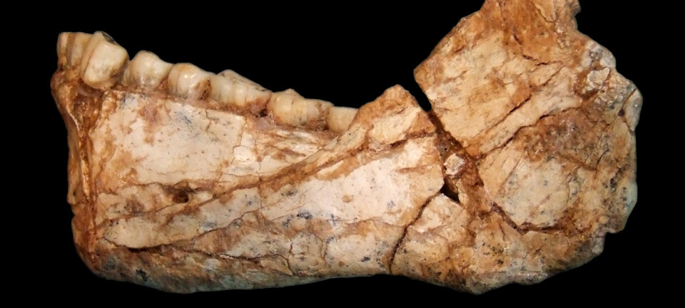 Dette kjevebenet tilhører det eldste, kjente nesten moderne mennesket vi vet om. Det er mellom 300 000 og 350 000 år gammelt.  (Foto: Jean-Jacques Hublin, MPI-EVA, Leipzig)