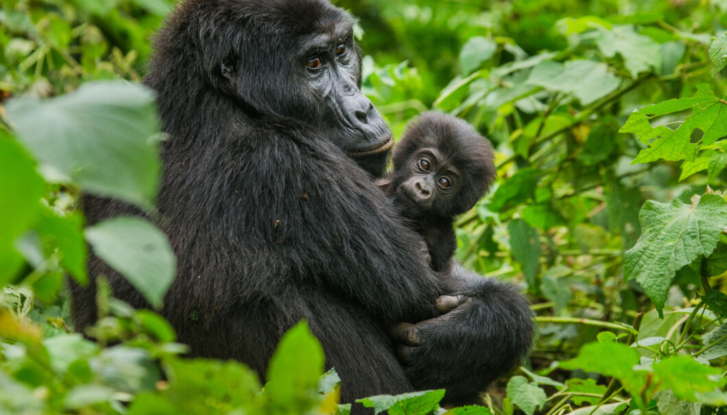 Populasjonen av den østlige lavlandsgorillaen har falt med 77 prosent siden 1995 (Foto: Gudkov Andrey / Shutterstock / NTB scanpix) Populasjonen av den østlige lavlandsgorillaen har falt med 77 prosent siden 1995 (Foto: Gudkov Andrey / Shutterstock / NTB scanpix)