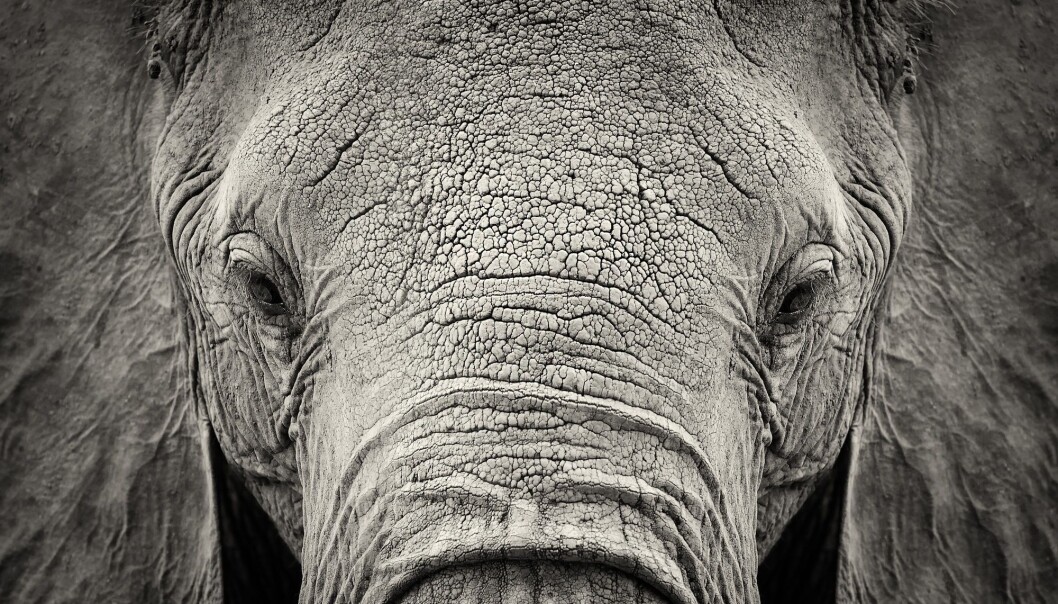 (Foto: Volodymyr Burdiak / Shutterstock / NTB scanpix) (Foto: Volodymyr Burdiak / Shutterstock / NTB scanpix)