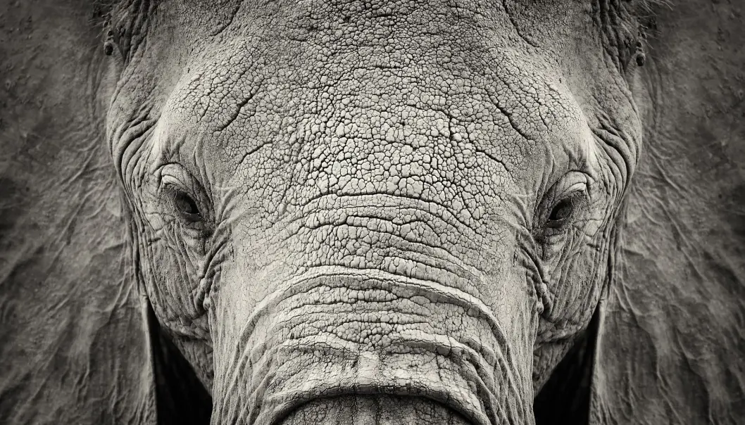 (Foto: Volodymyr Burdiak / Shutterstock / NTB scanpix) (Foto: Volodymyr Burdiak / Shutterstock / NTB scanpix)