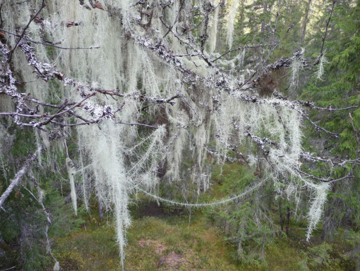 Flatehogst i eller nær huldrestryforekomster er i dag den største direkte trusselen mot skogens juletreglitter. Flatehogst fjerner leveområder og påvirker tilgrensende leveområder ved å føre til et tørrere mikroklima og mindre beskyttelse mot vind. (Foto: Siri Lie Olsen) Flatehogst i eller nær huldrestryforekomster er i dag den største direkte trusselen mot skogens juletreglitter. Flatehogst fjerner leveområder og påvirker tilgrensende leveområder ved å føre til et tørrere mikroklima og mindre beskyttelse mot vind. (Foto: Siri Lie Olsen)
