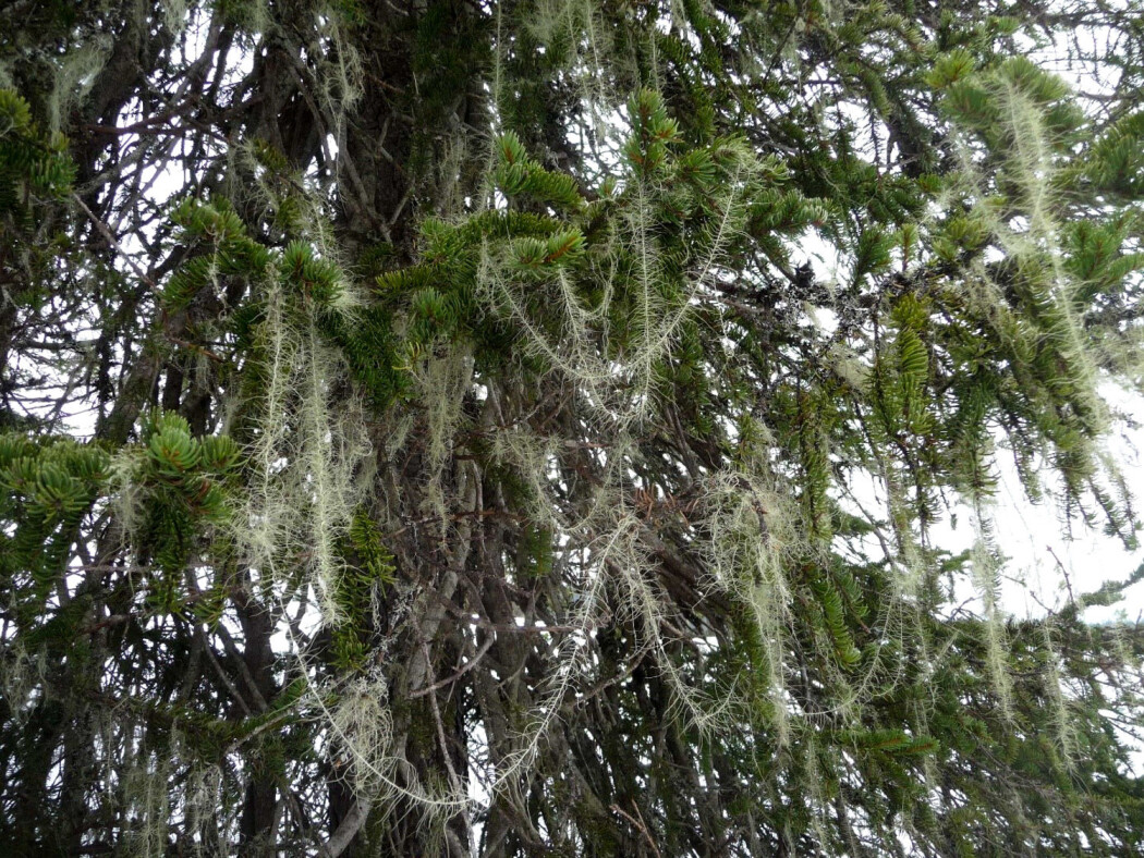 Huldrestry er en iøynefallende hengelav som likner mye på juletreglitter. Arten opptrer i fuktig, grandominert skog i åstrakter på Østlandet og noen få steder på Vestlandet, i Trøndelag og i Nordland. (Foto: Siri Lie Olsen) Huldrestry er en iøynefallende hengelav som likner mye på juletreglitter. Arten opptrer i fuktig, grandominert skog i åstrakter på Østlandet og noen få steder på Vestlandet, i Trøndelag og i Nordland. (Foto: Siri Lie Olsen)