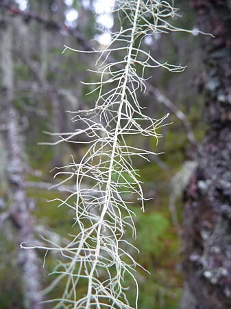 Glitterremsene til huldrestry kan bli flere meter lange. En stor gran kan ha sammen så mye som en kilometer med naturlig juletreglitter. (Foto: Siri Lie Olsen) Glitterremsene til huldrestry kan bli flere meter lange. En stor gran kan ha sammen så mye som en kilometer med naturlig juletreglitter. (Foto: Siri Lie Olsen)