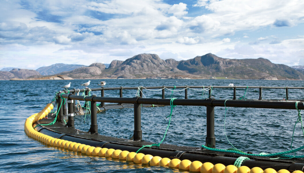 Fiskeri- og Havbruksnæringens Forskningsfond har samlet erfaringer fra ulike metoder for lakselusbehandling uten medisiner. (Illustrasjonsfoto: Colourbox) Fiskeri- og Havbruksnæringens Forskningsfond har samlet erfaringer fra ulike metoder for lakselusbehandling uten medisiner. (Illustrasjonsfoto: Colourbox)