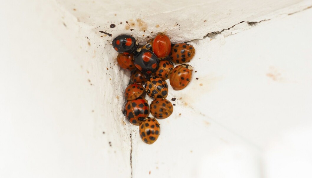 Marihøner klumper seg sammen og sover gjennom vinteren. Dette er harlekin-marihøner. (Foto: Shutterstock / NTB scanpix) Marihøner klumper seg sammen og sover gjennom vinteren. Dette er harlekin-marihøner. (Foto: Shutterstock / NTB scanpix)