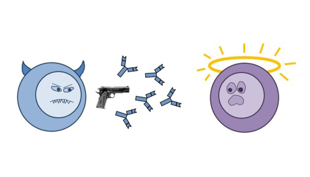 Hissig immuncelle angriper uskyldig sivilist. (Illustrasjon: Elin Lunde) Hissig immuncelle angriper uskyldig sivilist. (Illustrasjon: Elin Lunde)