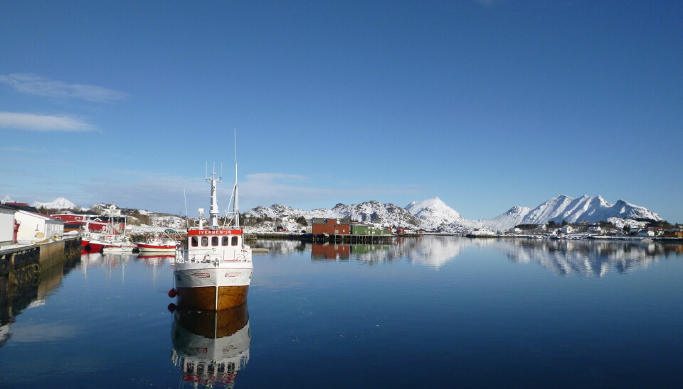 Norske forskere har funnet forskjeller mellom skrei og kysttorsk ved å sekvensere arvestoffet. Det kan bli et verktøy for å sikre bærekraftig forvaltning av torsken. (Foto: Sissel Jentoft)