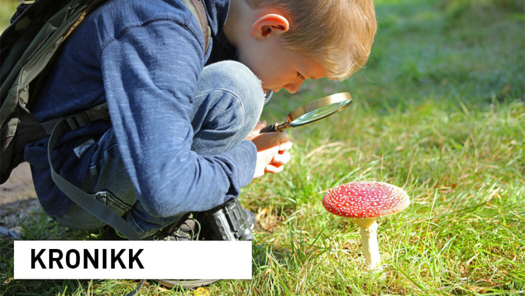 Forskere får stadig mer kunnskap om norsk natur. Over 100 norske arter har fått kartlagt genene sine, inkludert rød fluesopp. (Foto: iStock) Forskere får stadig mer kunnskap om norsk natur. Over 100 norske arter har fått kartlagt genene sine, inkludert rød fluesopp. (Foto: iStock)