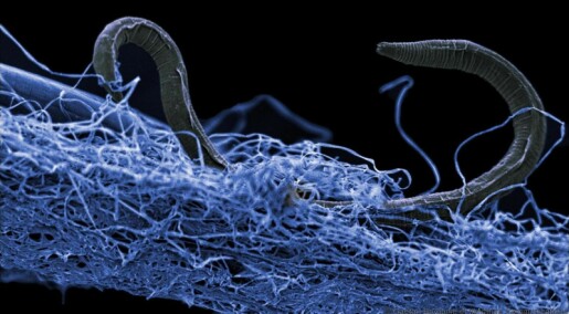 Livet under jordskorpa: Mystiske mikrokryp lever av stein og radioaktivitet flere kilometer inne i jorda