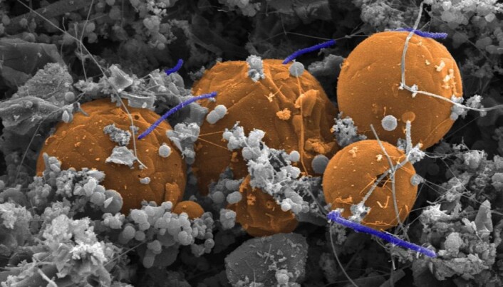 De lilla, stavformede, figurene på bildet er en type bakterie som har fått navnet "Candidatus Desulforudis audaxviator". Disse bakteriene lever av hydrogen og sulfat fra radioaktivt henfall og de ble funnet 2.8 km under jordens overflate i Mponeng gullgruven nær Johannesburg. De lilla, stavformede, figurene på bildet er en type bakterie som har fått navnet "Candidatus Desulforudis audaxviator". Disse bakteriene lever av hydrogen og sulfat fra radioaktivt henfall og de ble funnet 2.8 km under jordens overflate i Mponeng gullgruven nær Johannesburg.