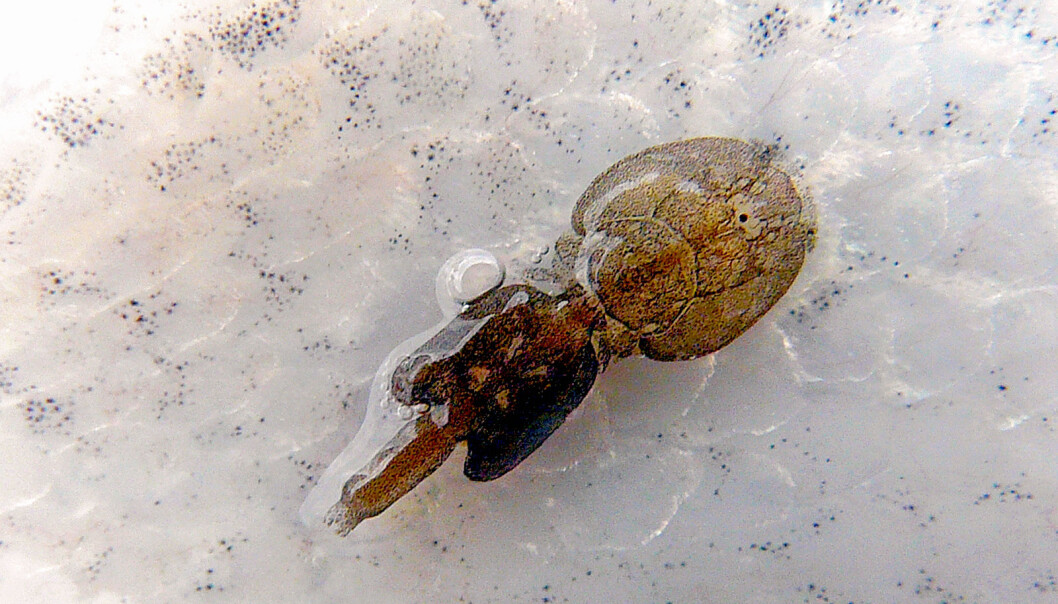Slik ser lakselusa ut. Parasitten fester seg på skinnet til laksen og lever av slimet, huden og blodet dens. (Foto: Trygve Poppe) Slik ser lakselusa ut. Parasitten fester seg på skinnet til laksen og lever av slimet, huden og blodet dens. (Foto: Trygve Poppe)