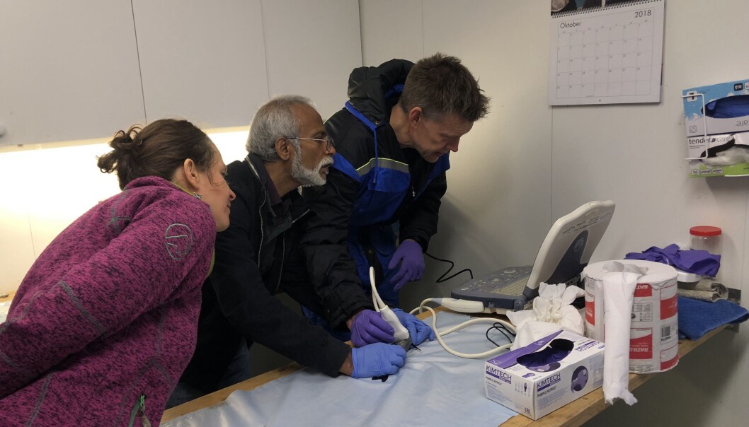 Her bruker forskerne ultralyd på polar torsk for å finne ut hvilket kjønn den har. (Foto: Jasmine Nahrgang) Her bruker forskerne ultralyd på polar torsk for å finne ut hvilket kjønn den har. (Foto: Jasmine Nahrgang)