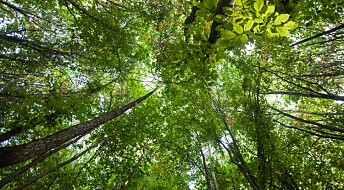 Forskere: Du kan ikke kompensere for flyreiser ved å plante trær