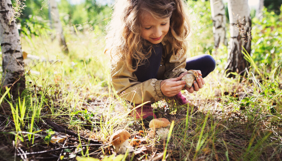 Professorene skal skrive hvert sitt kapittel i en rapport som ser nærmere på alle de ulike formene for naturverdier og hvordan naturen beriker menneskeheten. (Illustrasjonsfoto: Maria Evseyeva / Shutterstock / NTB scanpix)