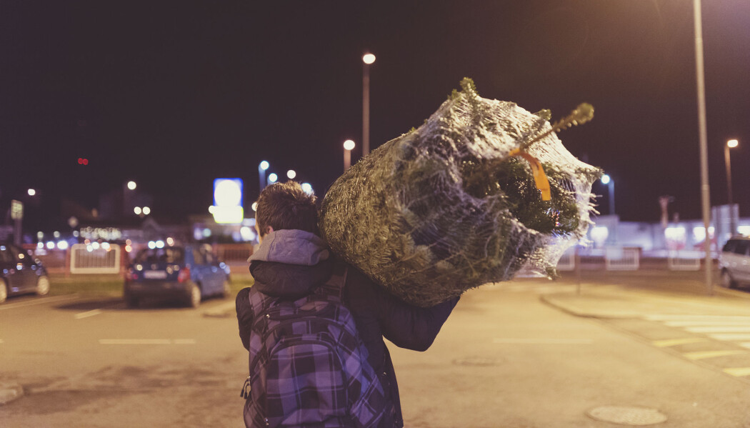 Cairka 300 000 juletrær transporteres til Norge fra våre naboland. En annen småkrypfauna enn den norske kan følge med på lasset. (Illustrasjonsfoto: Halfpoint / Shutterstock / NTB scanpix) Cairka 300 000 juletrær transporteres til Norge fra våre naboland. En annen småkrypfauna enn den norske kan følge med på lasset. (Illustrasjonsfoto: Halfpoint / Shutterstock / NTB scanpix)