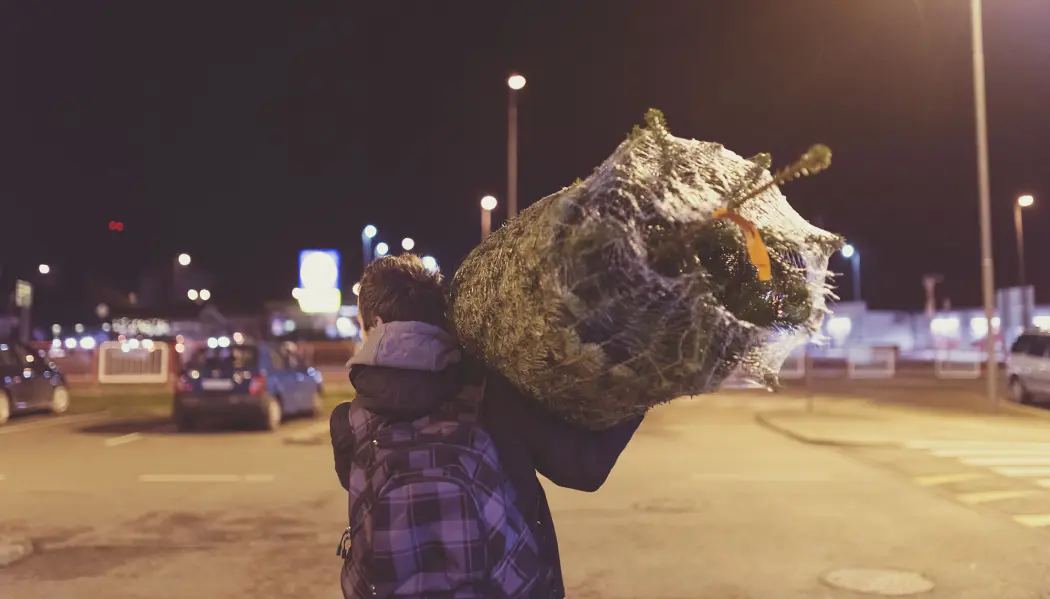 Cairka 300 000 juletrær transporteres til Norge fra våre naboland. En annen småkrypfauna enn den norske kan følge med på lasset. (Illustrasjonsfoto: Halfpoint / Shutterstock / NTB scanpix) Cairka 300 000 juletrær transporteres til Norge fra våre naboland. En annen småkrypfauna enn den norske kan følge med på lasset. (Illustrasjonsfoto: Halfpoint / Shutterstock / NTB scanpix)