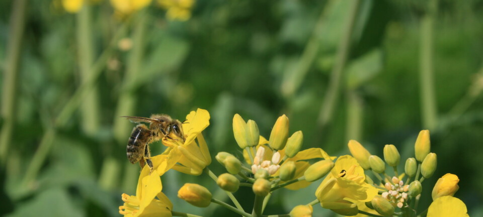 Teorier om biekollaps har ført til mye unødvendig bekymring, ifølge forsker. I denne artikkelen forklarer han hvorfor.  (Foto: Janne Karin Brodin)