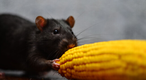 Rotteforsøk: Genmodifisert mais ga ikke helseproblemer