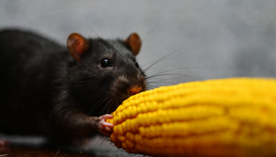 Svært lite tyder på at det er helseskadelig å spise genmodifisert mais. (Illustrasjonsfoto: mairbird / Shutterstock / NTB scanpix)