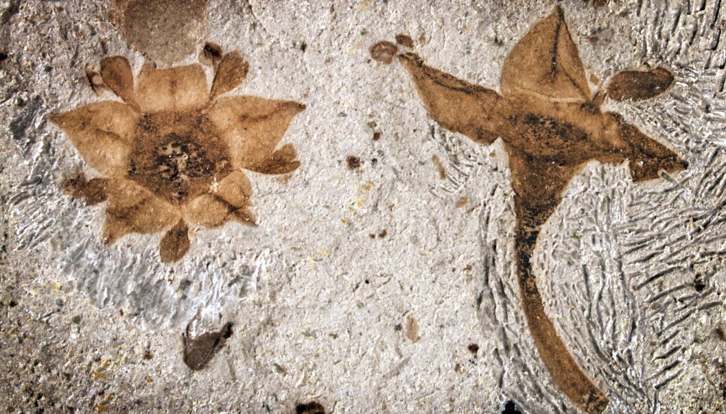 Blomsten som ble funnet i Argentina kan ha klart å komme tilbake etter katastrofen, i motsetning til dinosaurene. (Foto: Nathan Jud, Cornell University) Blomsten som ble funnet i Argentina kan ha klart å komme tilbake etter katastrofen, i motsetning til dinosaurene. (Foto: Nathan Jud, Cornell University)