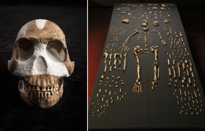 Skallen til Homo naledi som ble funnet i Rising Star-grotten i Sør-Afrika. Til høyre: «Skjellettet» i midten er satt sammen av beinbiter fra flere individer. (Foto: John Hawks, Wits University) Skallen til Homo naledi som ble funnet i Rising Star-grotten i Sør-Afrika. Til høyre: «Skjellettet» i midten er satt sammen av beinbiter fra flere individer. (Foto: John Hawks, Wits University)