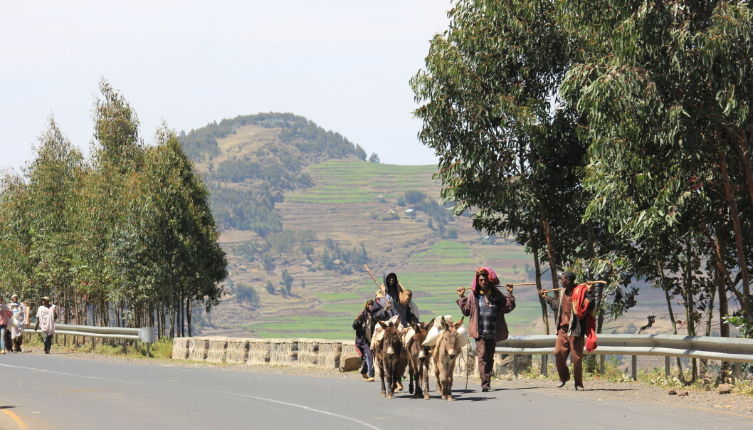 Nøye registrering av jordbruksområder har gjort det enklere for kvinner i Etiopia å kontrollere sine jordstykker. (Foto: Stein T. Holden) Nøye registrering av jordbruksområder har gjort det enklere for kvinner i Etiopia å kontrollere sine jordstykker. (Foto: Stein T. Holden)