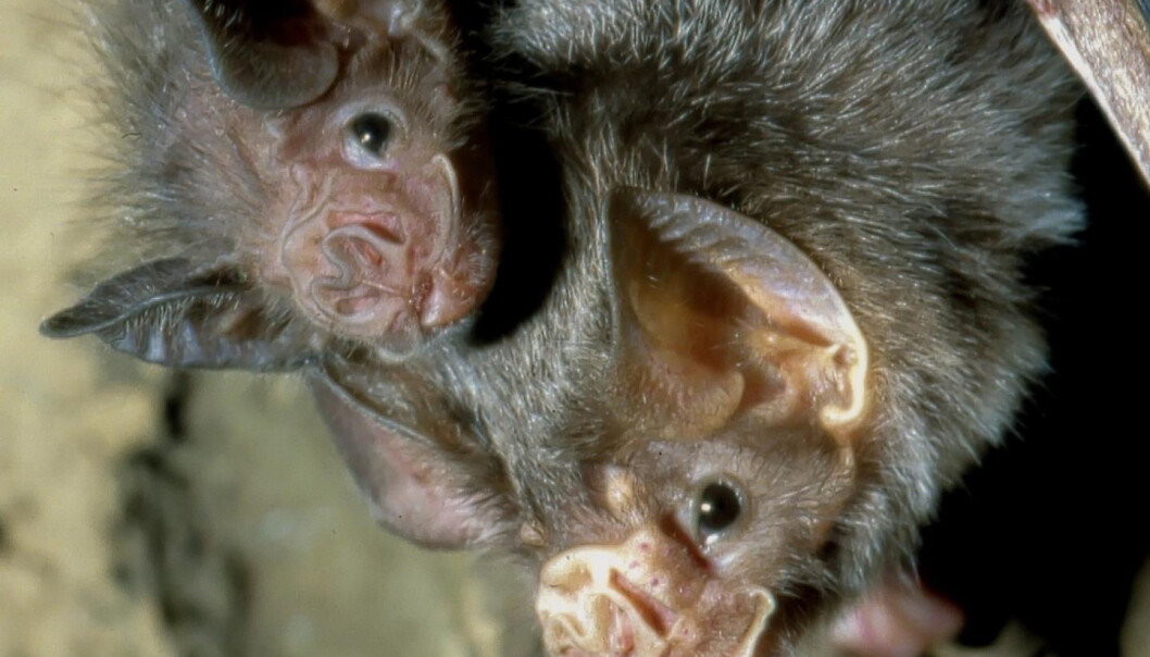 En flaggermusmor med unge. Vampyrflaggermusene deler ofte blod de har spist med familiemedlemmer som ikke har hatt hell i jakta. (Foto: Uwe Schmidt) En flaggermusmor med unge. Vampyrflaggermusene deler ofte blod de har spist med familiemedlemmer som ikke har hatt hell i jakta. (Foto: Uwe Schmidt)