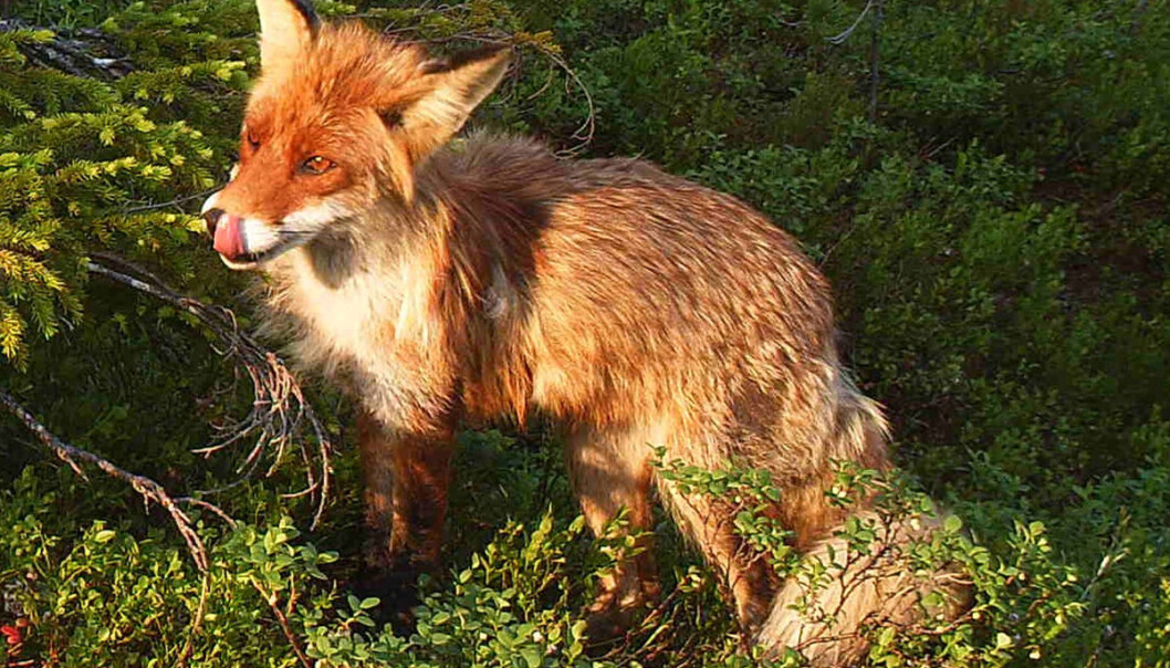 Rødreven kan forflytte seg raskere og over større strekninger enn forskerne hittil har trodd. Det viser data fra gps-merkede rever i det svensk-norske rødrevprosjektet. (Foto: Nord universitet) Rødreven kan forflytte seg raskere og over større strekninger enn forskerne hittil har trodd. Det viser data fra gps-merkede rever i det svensk-norske rødrevprosjektet. (Foto: Nord universitet)