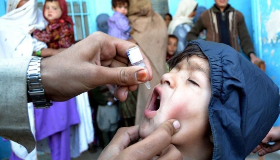 Polio har blitt bekjempet med vaksiner som enten sprøytes inn gjennom huden eller gis i munnen, som her på grensen mellom Pakistan og Afghanistan. (Foto: Shutterstock)