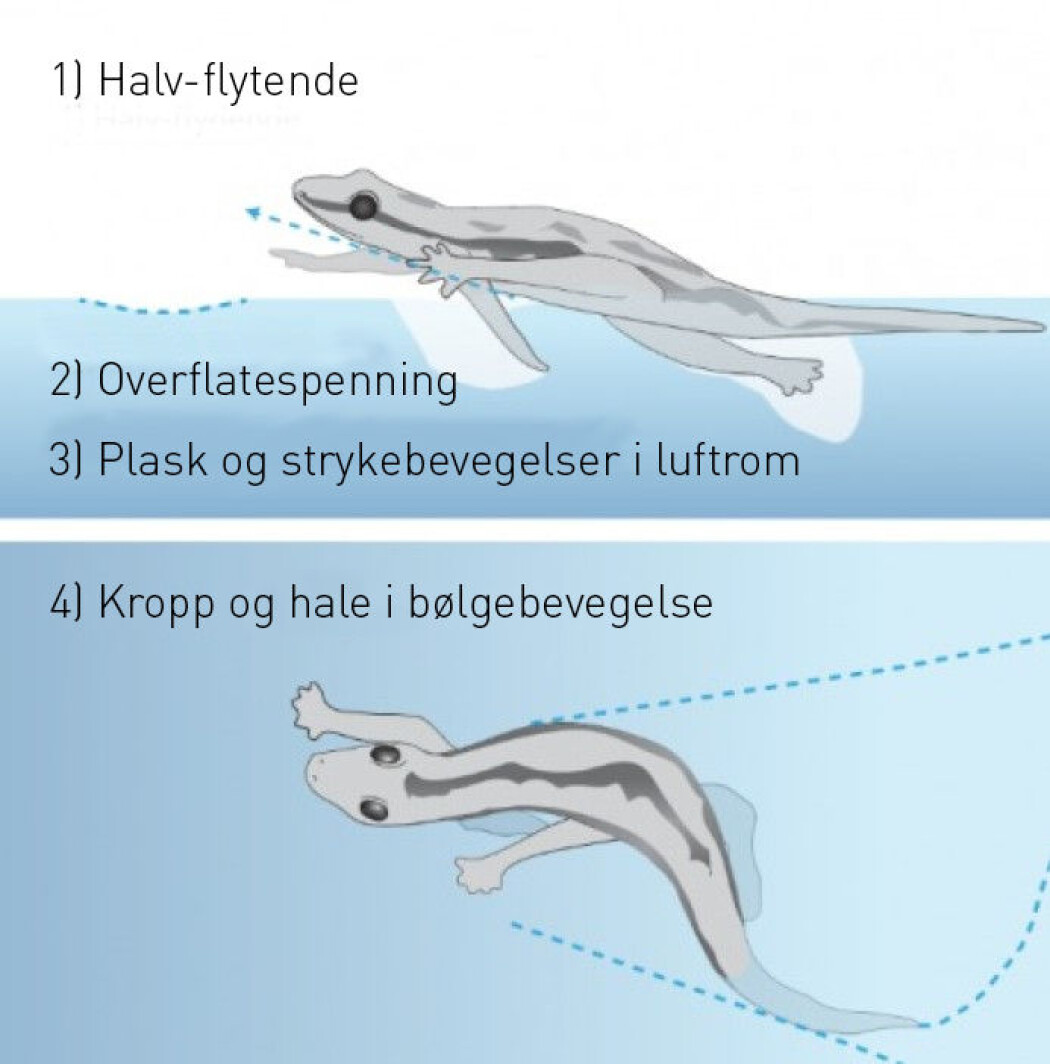 Grafikken viser alle de bevegelsesteknikkene gekkoen bruker for å kunne holde seg over vannoverflaten. (Grafikk: Nirody et al. 2018/Cell Press. Tekst: forskning.no) Grafikken viser alle de bevegelsesteknikkene gekkoen bruker for å kunne holde seg over vannoverflaten. (Grafikk: Nirody et al. 2018/Cell Press. Tekst: forskning.no)