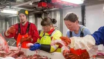 Slik sjekkar forskarane korleis det går med livet i Barentshavet