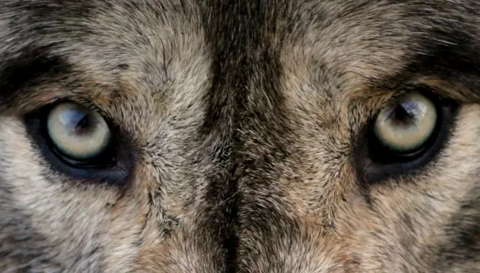 Kan ulven lære seg at mennesker er farlige?